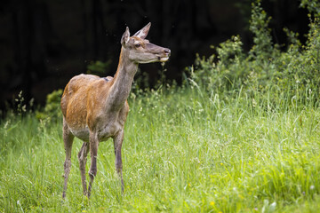 Red deer, cervus elaphus, female stadnding in long grass in springtime. Brown hind looking on meadow with space for text. Wild mammal watching on field.