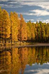 autumn in the forest with water reflection on lake and horse