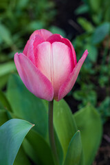 First tulips growing in the garden, early spring flowers with fresh and intese colors