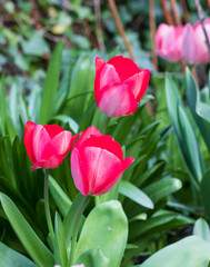 First tulips growing in the garden, early spring flowers with fresh and intese colors