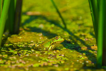 Green frog on the surface of the water that is covered with algae. Close-up.