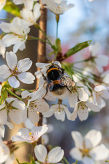 Japanese prunus tree with little white flowers in bloom and bees