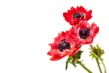 Bouquet of fresh red anemones on white background - 495370534