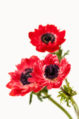 Bouquet of fresh red anemones on white background - 495370553