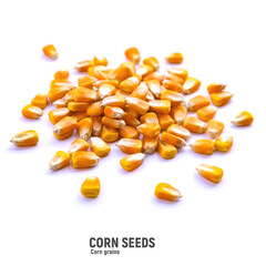 Heap of raw corns seeds, maize or sweetcorn kernels isolated on white. Selective focus