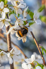 Japanese prunus tree with little white flowers in bloom and bees