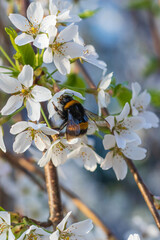 Japanese prunus tree with little white flowers in bloom and bees
