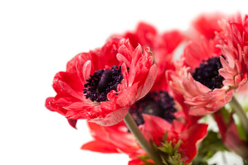 Bouquet of fresh red anemones on white background - 495370761