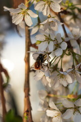 Japanese prunus tree with little white flowers in bloom and bees