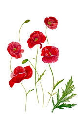 red poppies elements isolated decoration