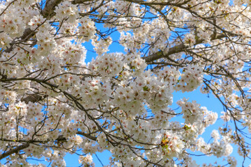 Frühling