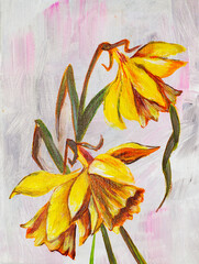 spring yellow daffodils on abstract background with random pink and gray strokes
