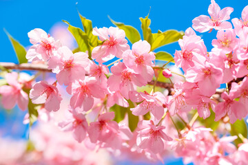 河津桜　桜　春