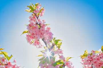 河津桜　桜　春　葉桜