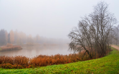 Obraz na płótnie Canvas Misty autumn landscape with leafless tree on the shore of an old pond. Heavy fog over the lake. Autumn morning. Panoramic view.