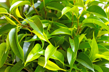 Beautiful view of the green leaves of ficus. Houseplant.