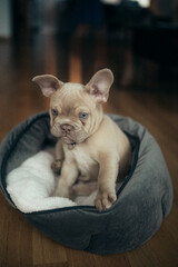 Moritz the Frenchie