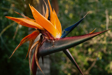 Bird of Paradise flower Strelitzia Reginae