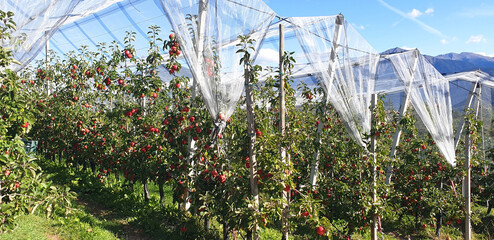 Protective net against hail and birds in an apple orchard in Italy. Panorama.