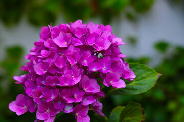 Red flowering hydrangea in the park in the summer.