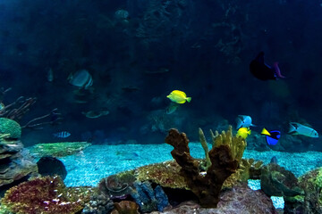 Animals of the underwater marine world. Ecosystem. Multicolored tropical fish. Life in a coral reef.