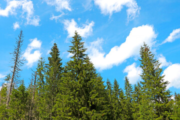 Fototapeta premium Green large trees in the forest against the blue sky.