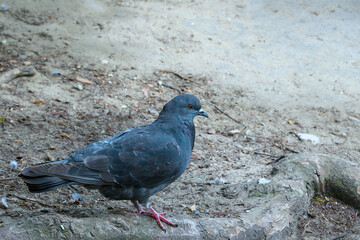 Close-up of a beautiful city pigeon. Birds.