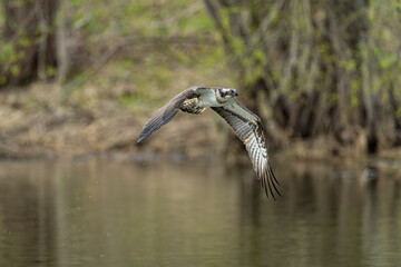 北海道の5月、湖面を飛ぶミサゴ。
