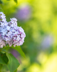 Vertical close up shot of a purple lilac flower, syringa vulgaris. Shallow depth of field. Blurred bokeh background. Copy space,  place for text, lettering. Nature photography taken in Sweden in June.