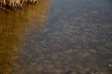 Clean clear water near the shore with a muddy bottom. Ripples on the surface of the water