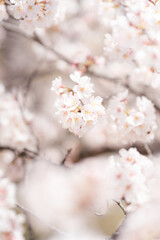 満開の桜のアップ