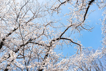 桜と青空