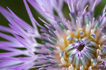 beautiful purple flower with yellow-green tones,