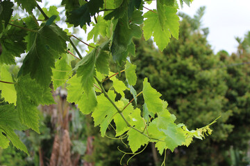 Fototapeta na wymiar green leaves of vine