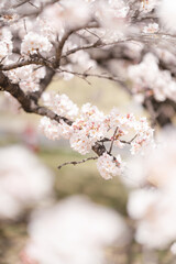 満開の桜のアップ