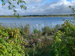 Ufer Grosser Zernsee Havelauen Werder Havel Brandenburg