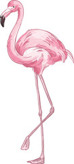 Elegant Flamingo Bird Realistic Illustration