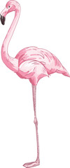 Flamingo Bird Side View Realistic Illustration © Good Studio