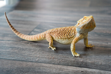 Detail of bearded dragon (pogona vitticeps) male on the floor at home