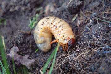 Scarab beetle larvae, cockchafer, a pest/ Larves de coléoptère scarabée, hanneton, un nuisible