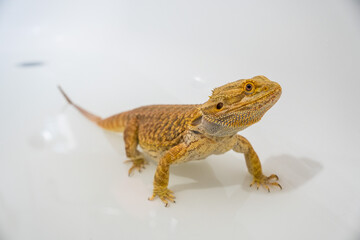 Detail of bearded dragon (pogona vitticeps) male taking a bath in a sink
