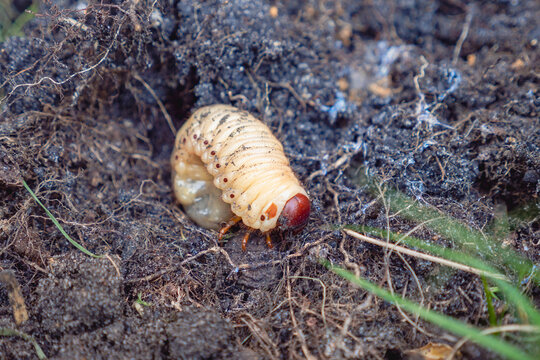 Scarab beetle larvae, cockchafer, a pest/ Larves de col&eacute;opt&egrave;re scarab&eacute;e, hanneton, un nuisible