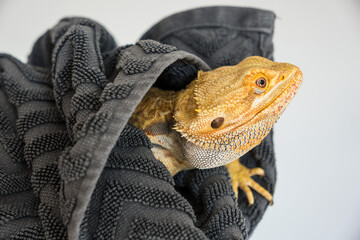 Detail of bearded dragon (pogona vitticeps) male being wrapped in a towel, just the head visible