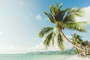 Gordijnen Tropical nature clean beach and white sand in summer season with coconut tree sun light blue sky background.Coconut tree tropical nature with blue sky landscape.island sea.Samui island.foliage green. © MIA Studio