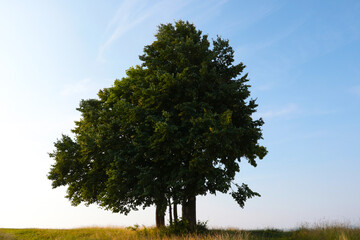 A lonely green tree in a meadow against the sky.