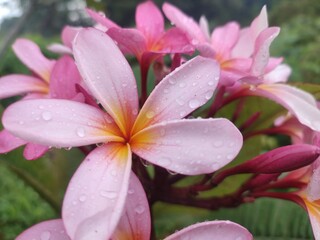 Fototapeta premium pink frangipani flower in bloom.