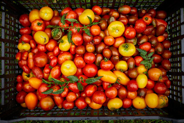 Different kinds of homegrown tomatoes, Assortment of tomatoes, local farmers market