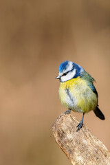 Eurasian blue tit (Cyanistes caeruleus) in spring in the nature protection area Mönchbruch near Frankfurt, Germany.