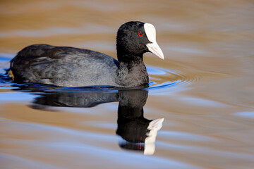 Eurasian coot (Fulica atra) swimming on a lake in the nature protection area MÃ¶nchbruch near...