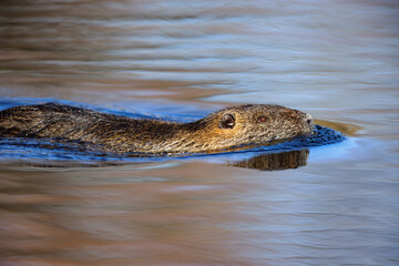Nutria (Myocastor coypus) swimming on a lake in the nature protection area Mönchbruch near Frankfurt, Germany.